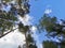 Bottom view of the crowns of deciduous trees and ship pines against a beautiful sky with clouds