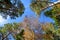 Bottom view. Crowns of forest trees in autumn