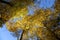 Bottom view. Crowns of forest trees in autumn