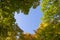 Bottom view of the crowns of trees. Multicolored autumn foliage against a blue sky. Natural frame in the shape of a heart