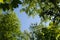 Bottom view of the crowns of trees. Multicolored summer foliage against a blue sky. Natural frame in the shape of a heart