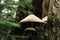 Bottom view of a crying mushroom growing on a tree trunk close up against a background of bark