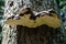 Bottom view of a crying mushroom growing on a tree trunk close up against a background of bark