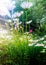 Bottom view. Daisies reaching up to the early morning sun. Simple beauty of spring, hopeful and spiritual.