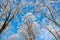 Bottom view on a f winter snowy trees in the blue sky