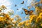 Bottom view of flying butterflies nearly yellow blooming flowers in summer. Generative AI