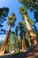 Bottom view on giant pine trees