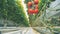 Bottom view of a hanging branch with a cluster of mature tomatoes hanging on it