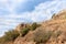 Bottom view of the hill with the ruins of the fortress walls and the corner tower of the medieval fortress of Nimrod - Qalaat al-