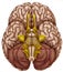Bottom view of the human brain