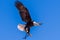 Bottom view of landing of Bald eagle during prey bird show, Gran Canaria Palmitos park, Spain