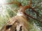 bottom view of a large tree near trunk with coming sunlight through leaves or tyndall effect