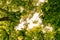 Bottom view of the leafy foliage of the beech tree. Green leaves crossed by the sun\\\'s rays. Tambre  Alpago  Belluno  Italy