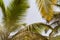 Bottom view leaves of coconut palm tree, toned sunlight