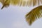 Bottom view leaves of coconut palm tree, toned sunlight