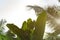 Bottom view leaves of coconut palm trees and bananas