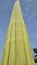 bottom view of a long tall cactus in a garden