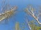 A bottom view lying on the ground up on the tops of blossoming buds of trees in the leaves on the branches of birches on a summer