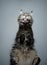 Bottom view of maine coon cat licking glass table