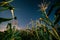 Bottom View Of Night Starry Sky From Green Maize Corn Field Plantation In Summer Agricultural Season. Night Stars Above