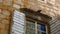 Bottom view of an old brick house with a pigeon sitting above the window with shutters. Creative. Bird above old glass