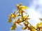 Bottom view of Oncidium altissimum or Wydler dancing lady orchid flower with sky background.