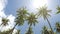 The bottom view on palm trees against the background of blue solar the sky with moving white clouds