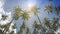 The bottom view on palm trees against the background of blue solar the sky with moving white clouds