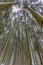 Bottom view perspective of conifer forest in winter long trunk trees