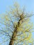Bottom view of pruned poplar tree with leaves