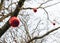 bottom view of red christmas balls on bare tree