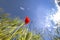 Bottom view of a red poppy in the middle of the green ears