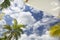 Bottom view of the sky, clouds, palm trees and umbrella