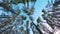 Bottom View of a Summer Pine Forest, Walking Through the Coniferous Trees