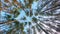 Bottom view of a summer pine forest, walking through the coniferous trees