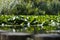 Bottom view of swamp with plants, water surface close, bushes and grass in the distance. copyspace, background