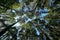 Bottom view of tall trees with blue sky natural background