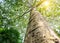 Bottom view to the tree top of a huge Plane tree or Platanus in jungle forest. Sun rays in the tree crown. Nature