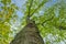 Bottom view to the tree top of a huge Plane tree or Platanus in jungle forest. View from the bottom of the tree crowns against