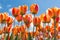 Bottom view transparant orange and yellow tulips with blue sky b