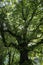 Bottom View of Tree in  Parc des Buttes Chaumont, Paris, France