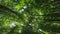 Bottom view of the trees, low angle shot of tree crowns. Camera rotates and spins. Green nature for background. Birch