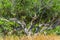 Bottom view on the trunk of olive tree in the field. Greece. Crete island.