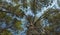 Bottom view of the trunk of spruce and green crowns of other spruces