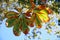 Bottom view of two autumnal groups of seven horse chestnut leaves Aesculus Hippocastanum, one in shade and the other backlit by