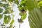 Bottom view of two clusters of unripe coffee beans