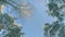 Bottom View of a Winter Pine Forest, Walking Through the Coniferous Trees