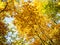 bottom view of yellow foliage of maple tree