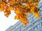 Bottom view of yellow-orange maple leaves against the backdrop of a building. Lush golden autumn foliage