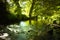 Bottoms beck in Gisburn forest.